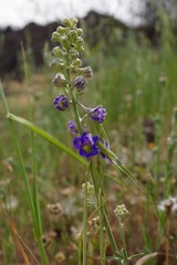 Delphinium variegatum variegatum