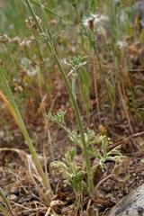 Delphinium variegatum variegatum