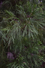 Cryptomeria