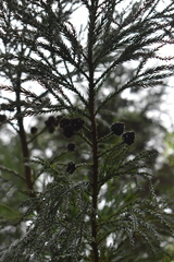 Cryptomeria
