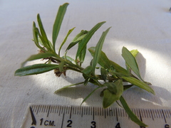 Baccharis heterophylla