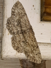 Hypomecis umbrosaria