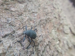 Plesiophthalmus formosanus