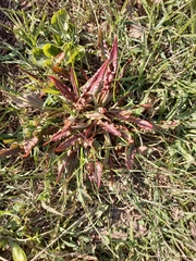 Rumex aquaticus