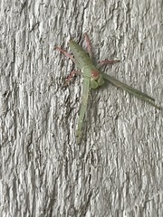 Cetratus