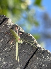 Cetratus