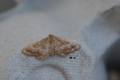 Idaea inclinata