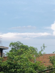 Pyrocephalus rubinus mexicanus