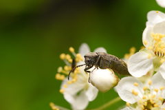 Araeopidius monachus