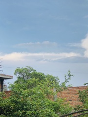 Pyrocephalus rubinus mexicanus