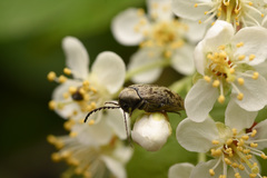 Araeopidius monachus