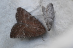 Condica viscosa