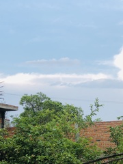 Pyrocephalus rubinus mexicanus