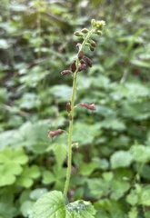 Tolmiea diplomenziesii