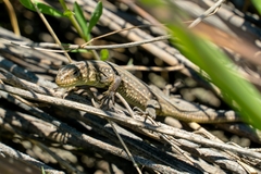 Lacerta agilis