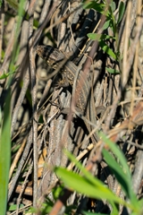 Lacerta agilis