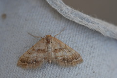 Idaea inclinata