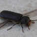 Xylomedes cornifrons - Photo (c) tallmonkee, μερικά δικαιώματα διατηρούνται (CC BY-NC), uploaded by tallmonkee