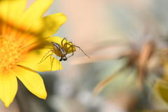 Oxyopes lineatus