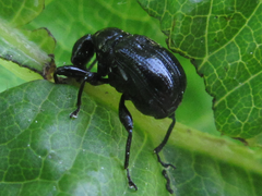 Compsapoderus erythropterus
