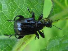 Compsapoderus erythropterus