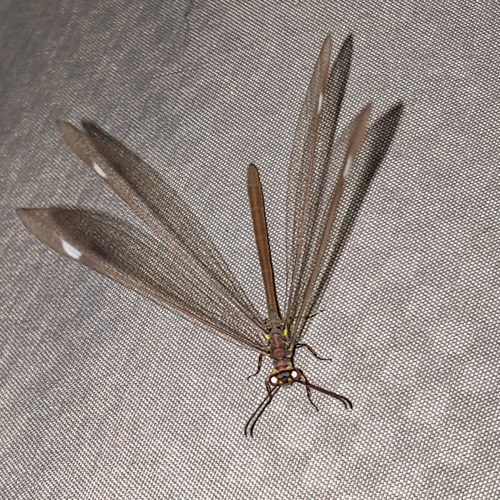 Myrmeleontidae image