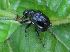 Compsapoderus erythropterus