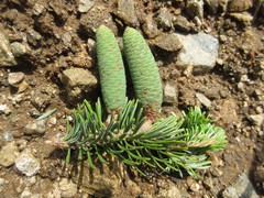 Abies koreana
