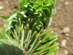 Abies koreana