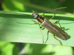 Oedemera amurensis