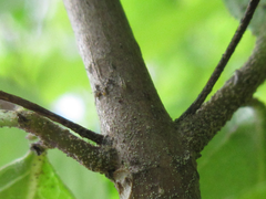 Callicarpa dichotoma