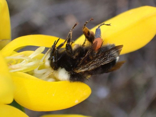 Fog-belt Bumble Bee photo 4