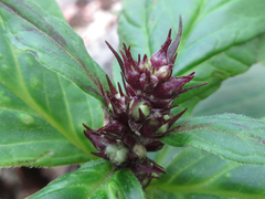 Ajuga spectabilis