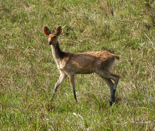 バラシンガジカ