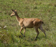 Rucervus duvaucelii