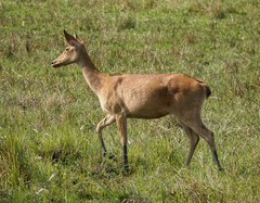 Rucervus duvaucelii