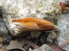 Ancylis partitana
