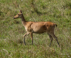 Rucervus duvaucelii