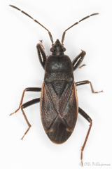 Eremocoris plebejus