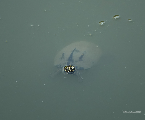 Black Pond turtle; Spotted Pond turtle, Geoclemys hamiltonii