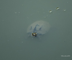 Geoclemys hamiltonii