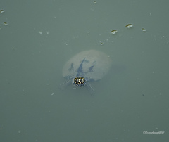 Geoclemys hamiltonii