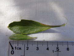 Baccharis heterophylla
