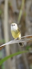 Microeca flavigaster