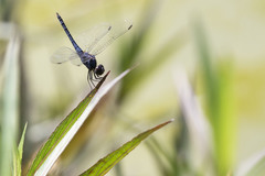 Indothemis carnatica