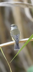 Microeca flavigaster
