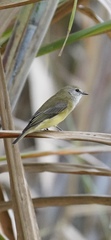 Microeca flavigaster