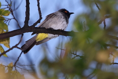 Pycnonotus nigricans superior