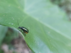 Arthrotus abdominalis