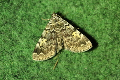 Idia calvaria
